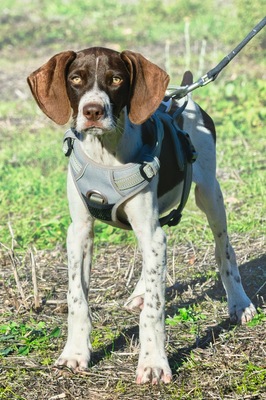 Scout - bereit für Abenteuer, Typ English Pointer (kein Stammbaum) - Rüde