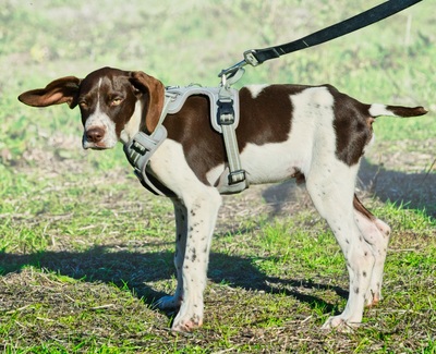 Scout - bereit für Abenteuer, Typ Pointer - Rüde