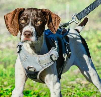 Scout - bereit für Abenteuer, Typ Pointer (kein Stammbaum) - Rüde