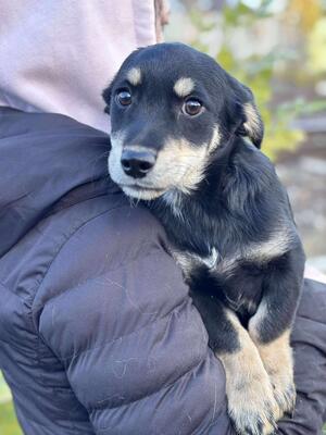 Seamus, Mischling Welpen - Rüde