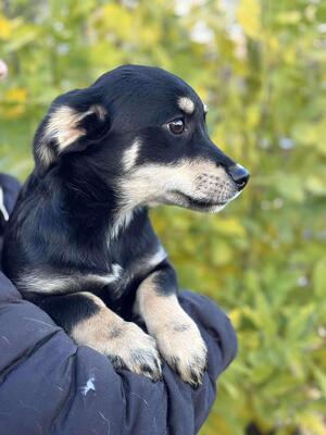 Seamus, Mischling Welpen - Rüde