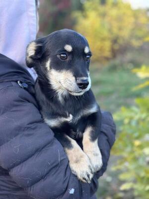 Seamus, Mischling Welpen - Rüde