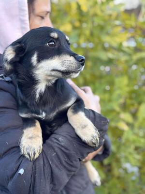 Seamus, Mischling Welpen - Rüde