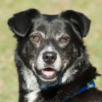 Sebastian, Mischling - Rüde