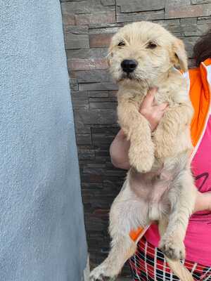 Sebastian, ein kleiner Sonnenschein sucht seine Familie, Mischling Welpen - Rüde