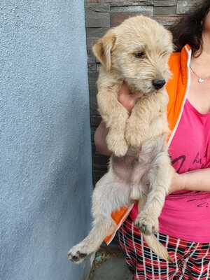 Sebastian, ein kleiner Sonnenschein sucht seine Familie, Mischling Welpen - Rüde