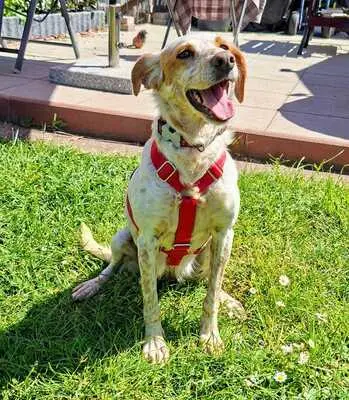 Seda, Mix - Hündin