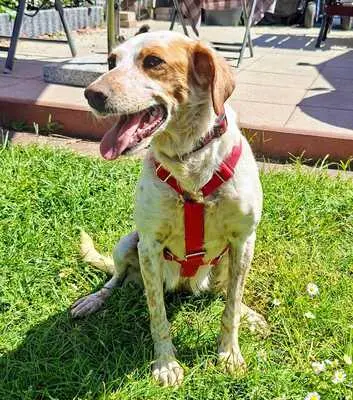 Seda, Mix - Hündin