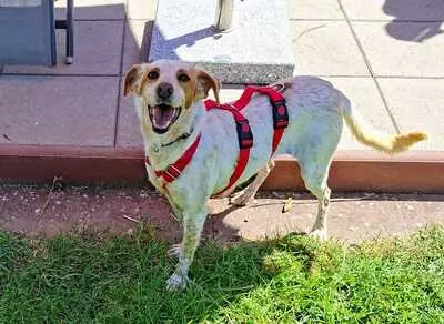 Seda, Mix - Hündin
