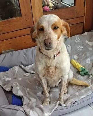 Seda, Mix - Hündin