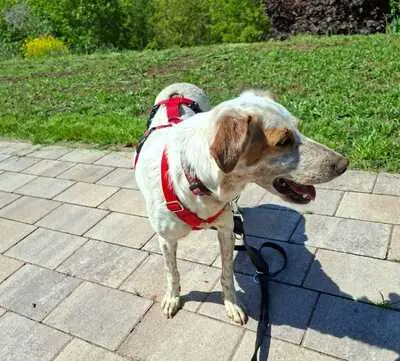 Seda, Mix - Hündin