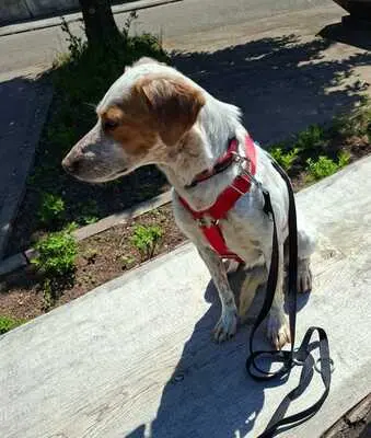 Seda, Mix - Hündin
