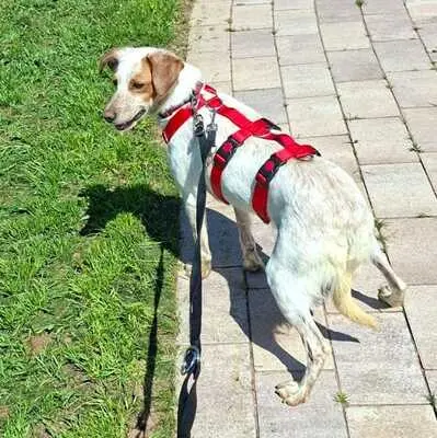 Seda, Mix - Hündin