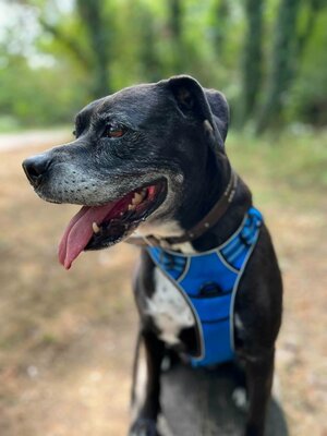 Selena Boxer-Labrador Mix Hündin wartet im Tierheim auf ihre Familie