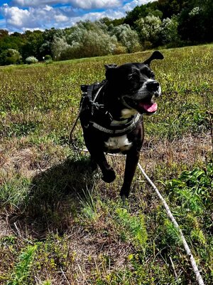 Selena Boxer-Labrador Mix Hündin wartet im Tierheim auf ihre Familie, Boxer- Labrador Mix - Hündin