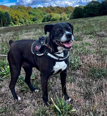 Selena Boxer-Labrador Mix Hündin wartet im Tierheim auf ihre Familie, Boxer- Labrador Mix - Hündin