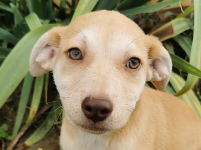 Selena, Welpen - Hündin