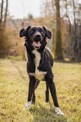 Selena - menschenbezogen, verschmust, verspielt, bei Unbekannten vorsichtig und schüchtern