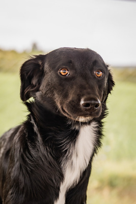 Selena - menschenbezogen, verschmust, verspielt, bei Unbekannten vorsichtig und schüchtern, Mischling (Video-Link vorhanden) - Hündin