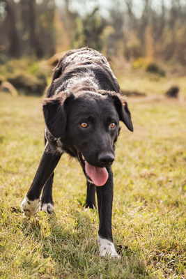Selena - menschenbezogen, verschmust, verspielt, bei Unbekannten vorsichtig und schüchtern, Mischling (Video-Link vorhanden) - Hündin