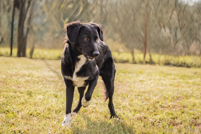 Selena - menschenbezogen, verschmust, verspielt, bei Unbekannten vorsichtig und schüchtern, Mischling (Video-Link vorhanden) - Hündin