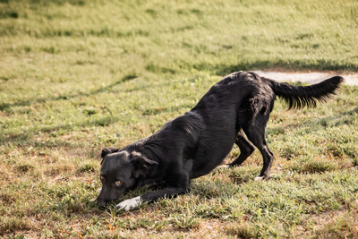 Selena - menschenbezogen, verschmust, verspielt, bei Unbekannten vorsichtig und schüchtern, Mischling (Video-Link vorhanden) - Hündin