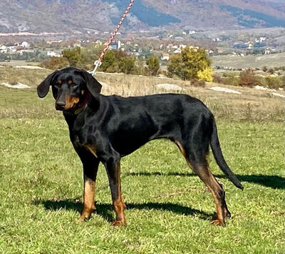 Selly sucht aktive Menschen, Mischling - Hündin