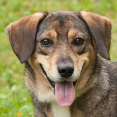 Selma, Mischling - Hündin