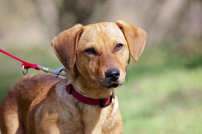 Selma, Mischling - Hündin