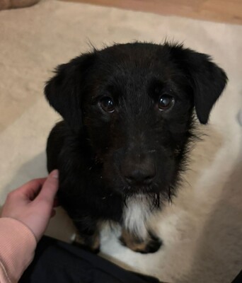 Selmin, Mischling Welpen - Rüde