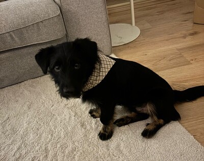 Selmin, Mischling Welpen - Rüde