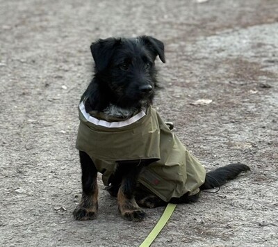 Selmin, Mischling Welpen - Rüde
