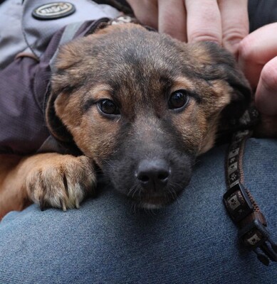 Sembra, Mischling Welpen - Hündin