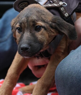 Sembra, Mischling Welpen - Hündin