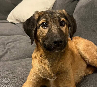 Sembra, Mischling Welpen - Hündin