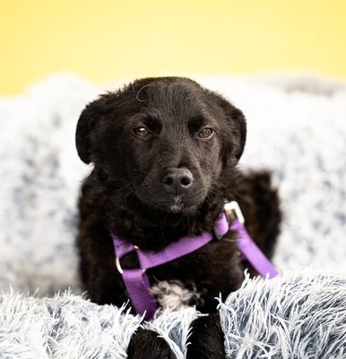 Sembra, mischling - Hündin