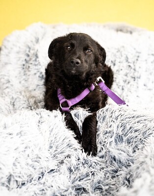 Sembra, mischling - Hündin