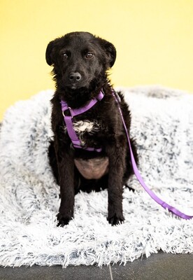 Sembra, mischling - Hündin