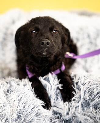 Sembra, mischling - Hündin