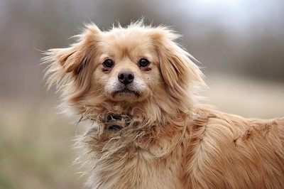 Semmel, Pekinesenmischling - Rüde