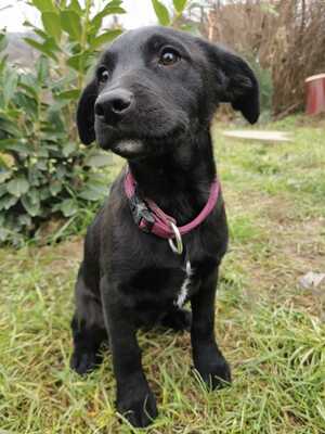 Sendy, Mischling Welpen - Hündin