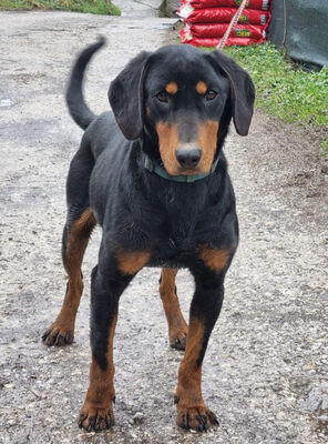 Seno wartet auf SEINE aktiven Menschen, Mischling - Rüde