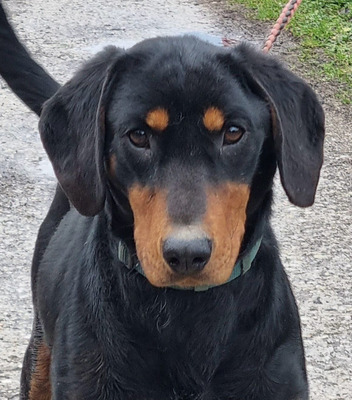 Seno wartet auf SEINE aktiven Menschen, Mischling - Rüde