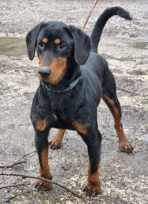 Seno wartet auf SEINE aktiven Menschen, Mischling - Rüde