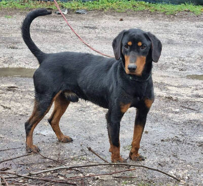 Seno wartet auf SEINE aktiven Menschen, Mischling - Rüde