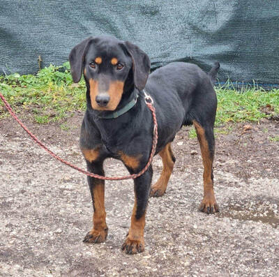 Seno wartet auf SEINE aktiven Menschen, Mischling - Rüde