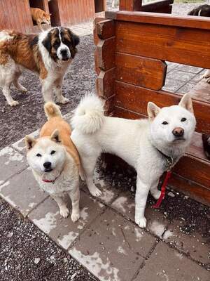 Senshi, Shiba-Inu - Rüde