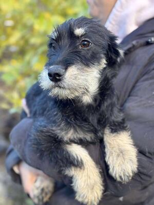 Senta, Mischling Welpen - Hündin