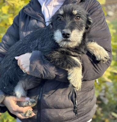 Senta, Mischling Welpen - Hündin