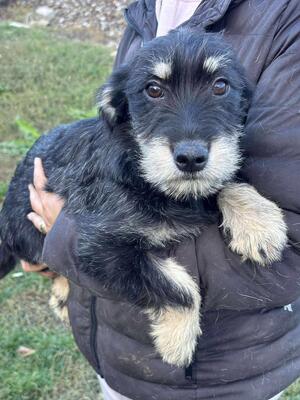 Senta, Mischling Welpen - Hündin